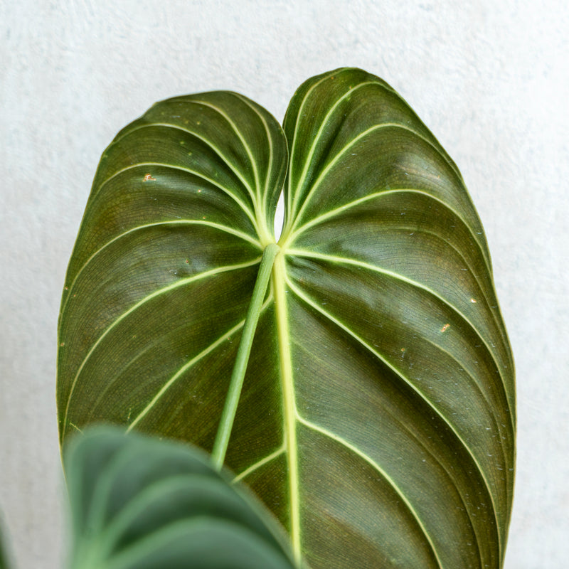 Philodendron Melanochrysum Long Leaves