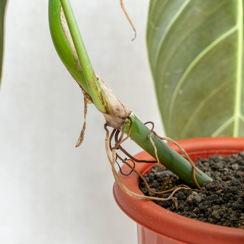 Philodendron Melanochrysum Long Leaves