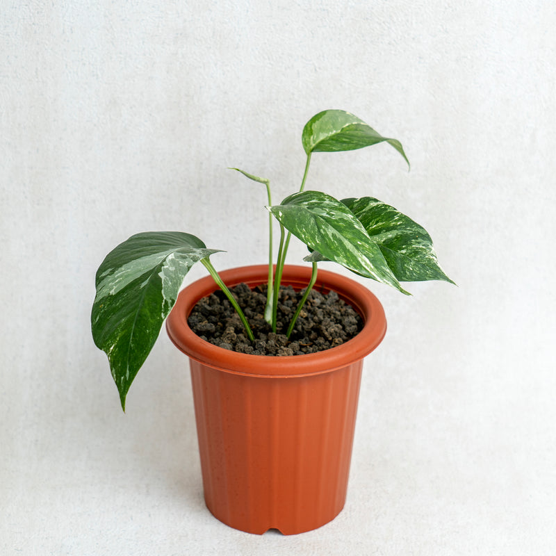 Epipremnum Pinnatum Variegated