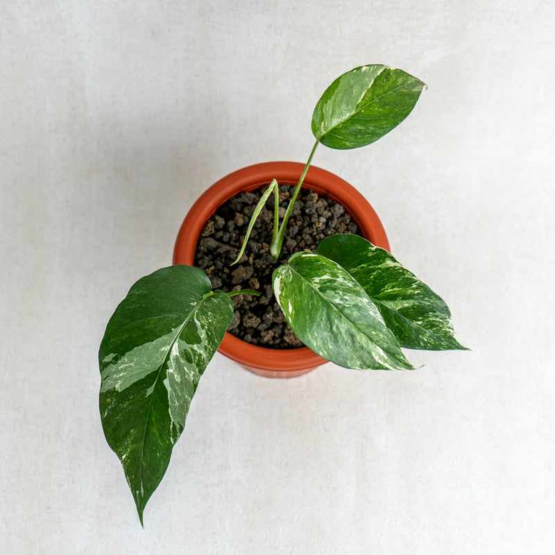 Epipremnum Pinnatum Variegated