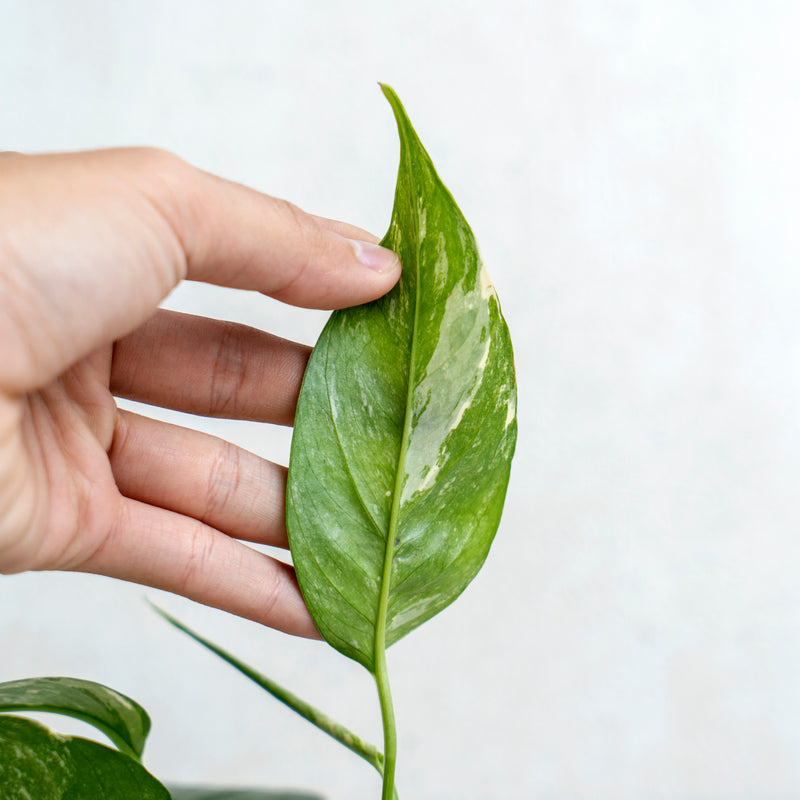 Epipremnum Pinnatum Variegated