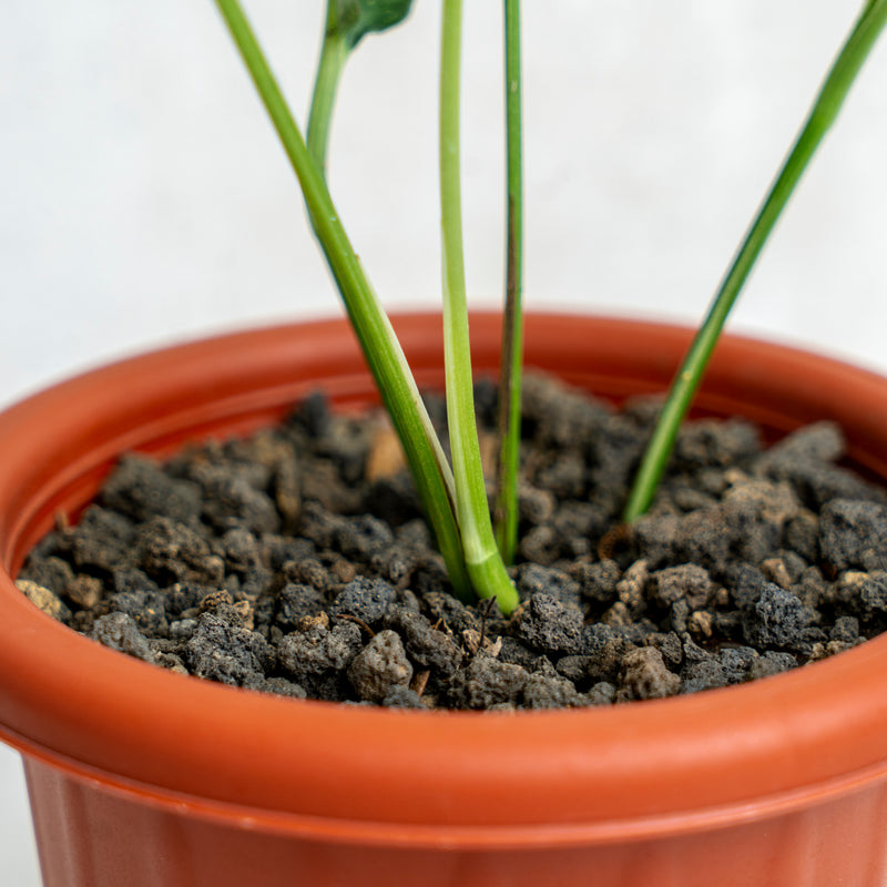 Epipremnum Pinnatum Variegated