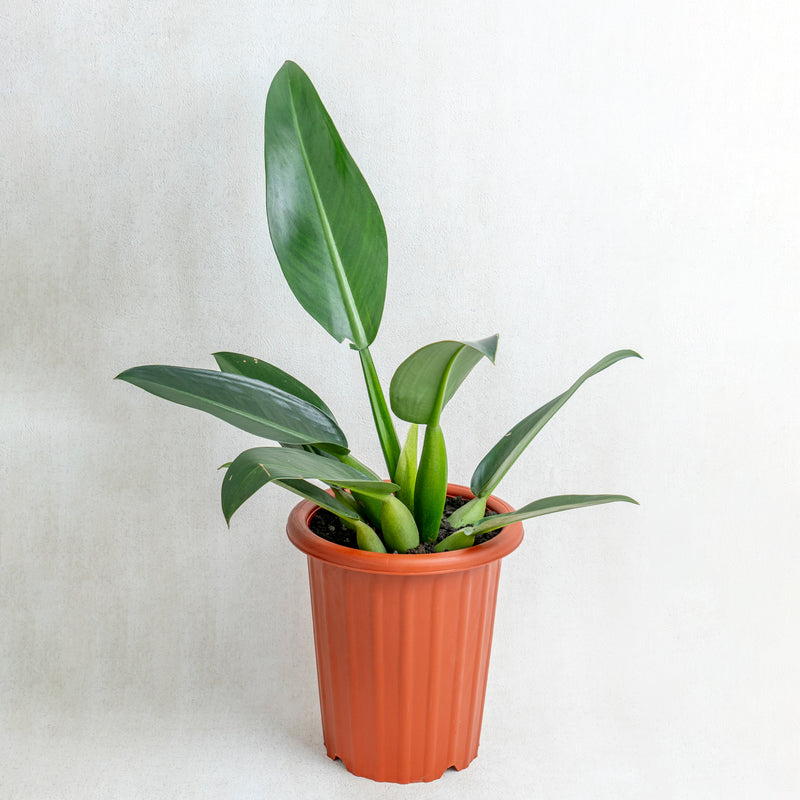 Philodendron Martianum