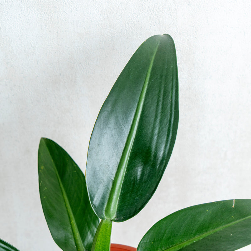 martianum philodendron Philodendron Martianum — Aroidasia