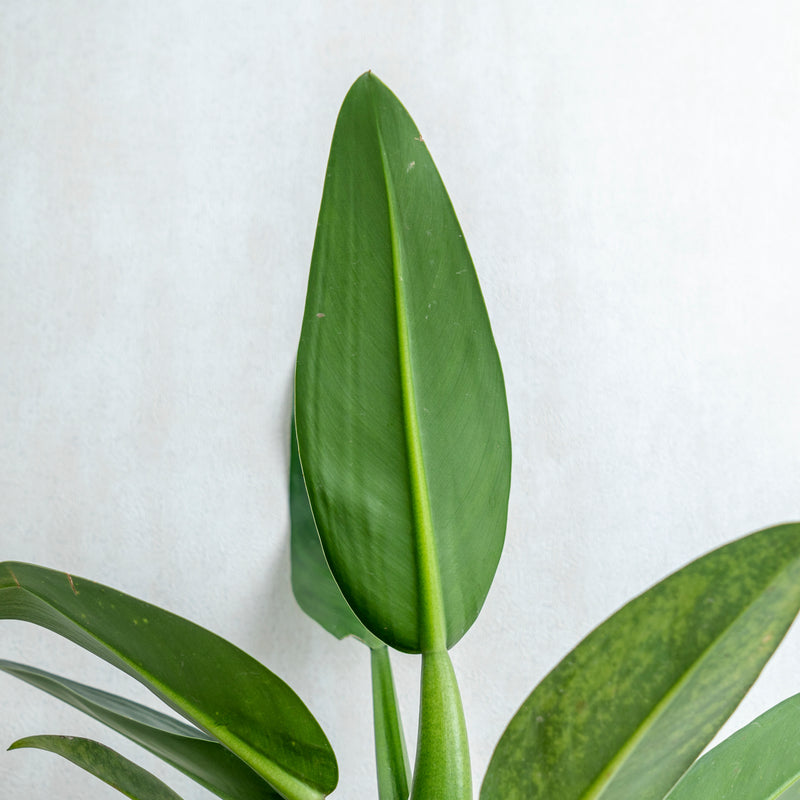 Philodendron Martianum