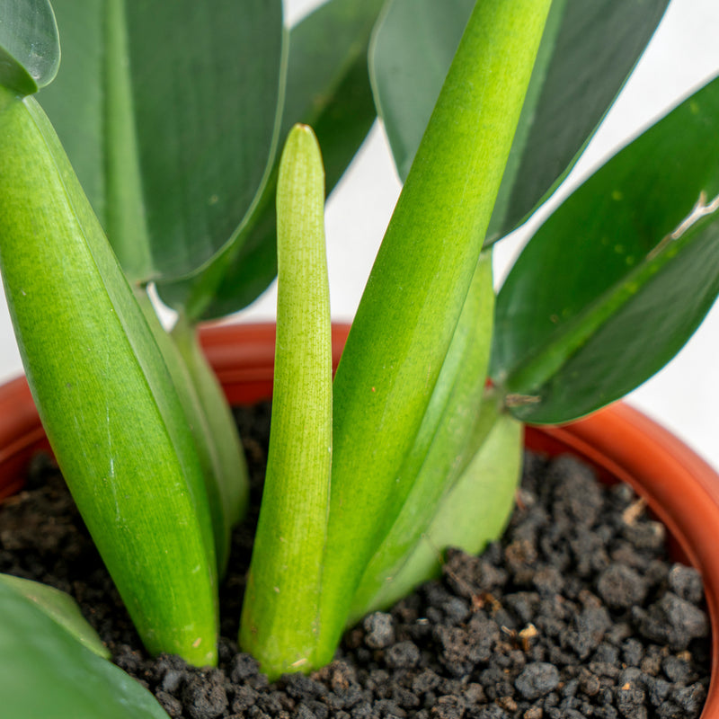 Philodendron Martianum