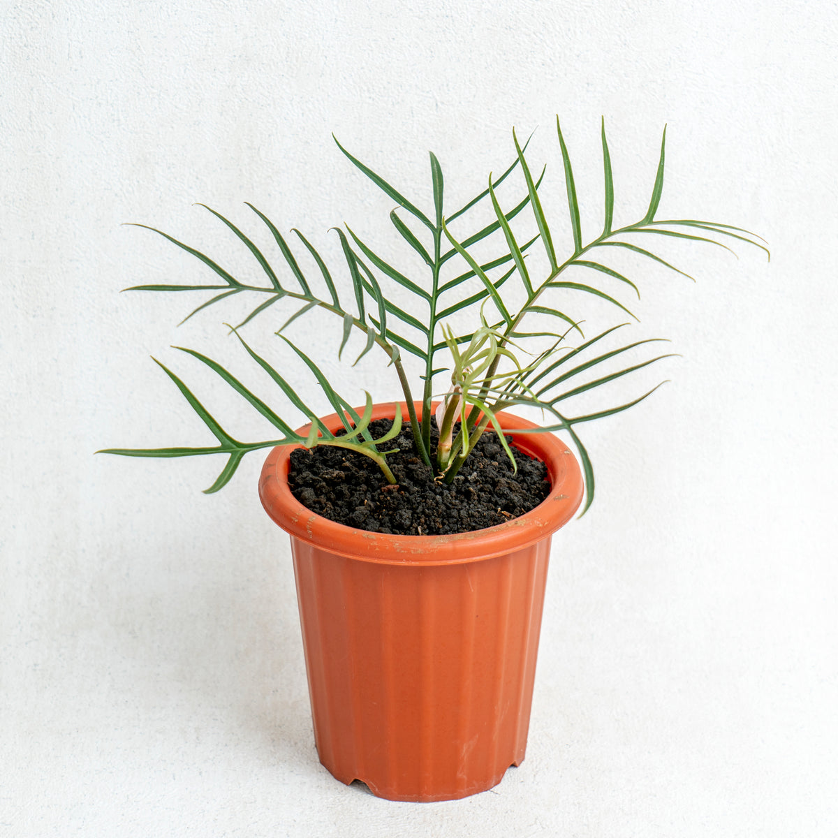 Philodendron Tortum — Aroidasia