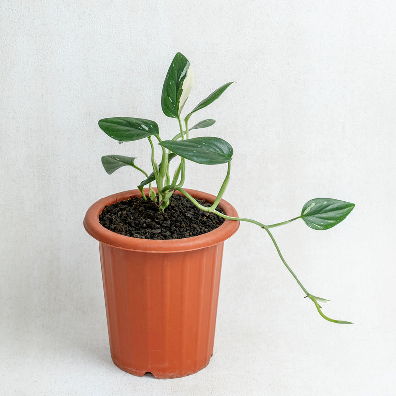 Monstera Standleyana Variegated