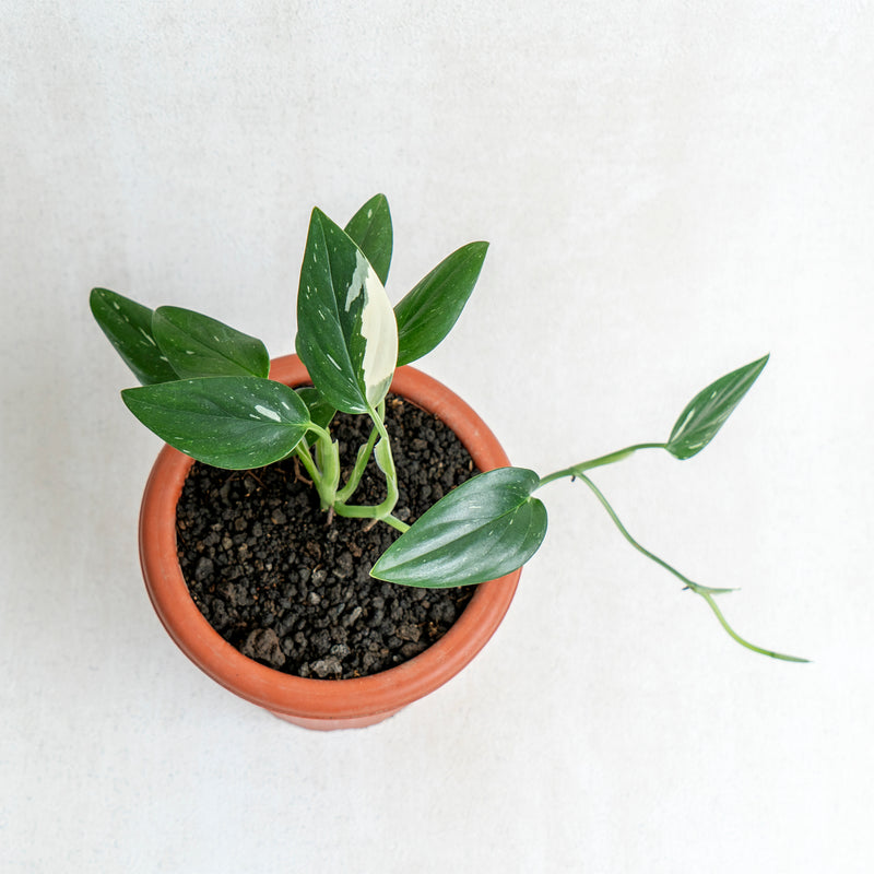 Monstera Standleyana Variegated