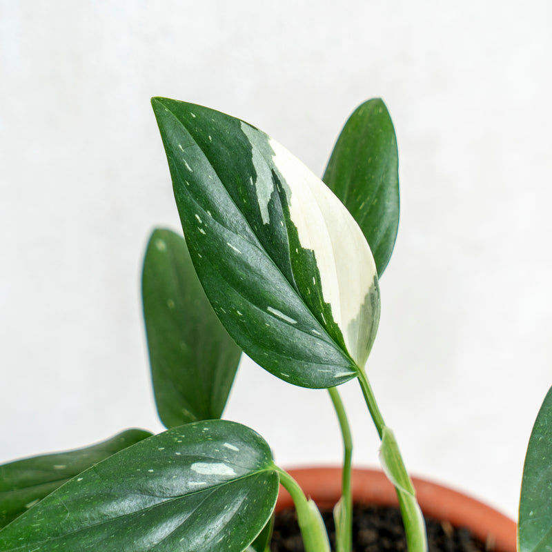 Monstera Standleyana Variegated