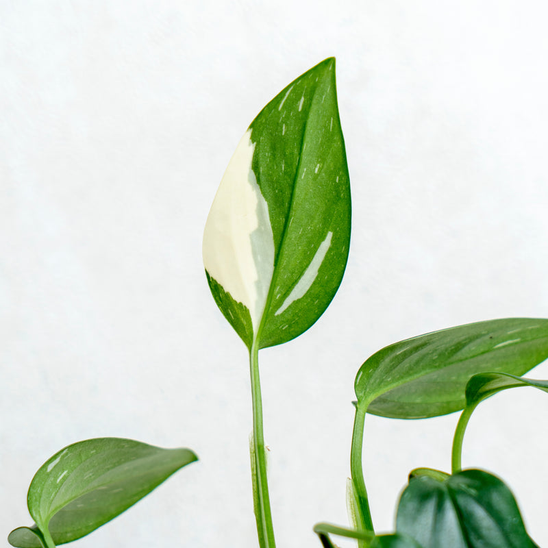 Monstera Standleyana Variegated