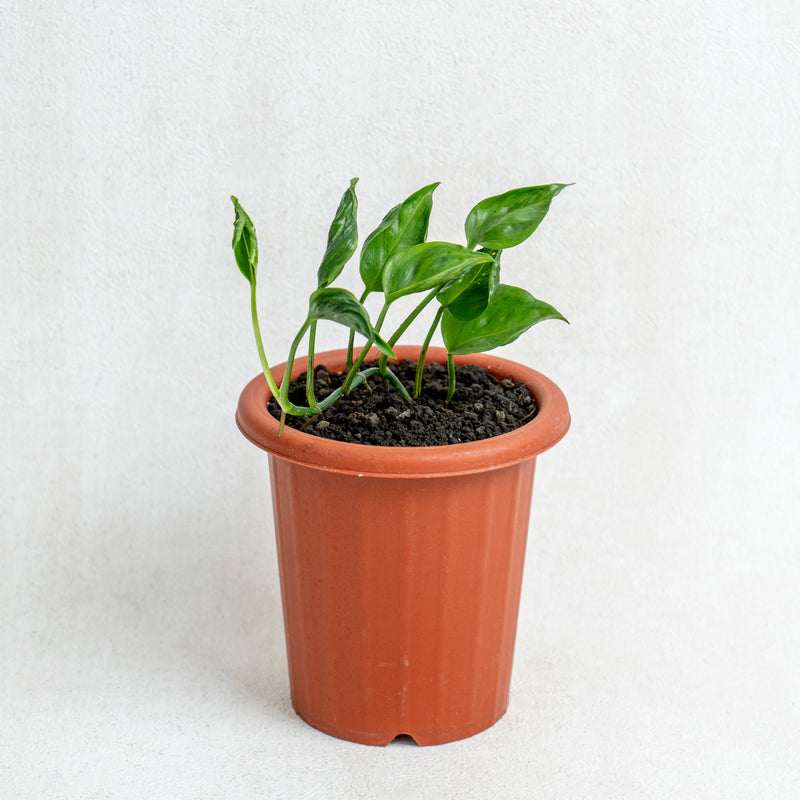 Epipremnum Shangri La