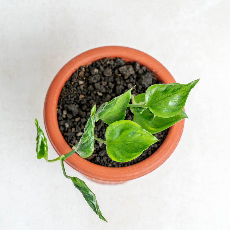 Epipremnum Shangri La