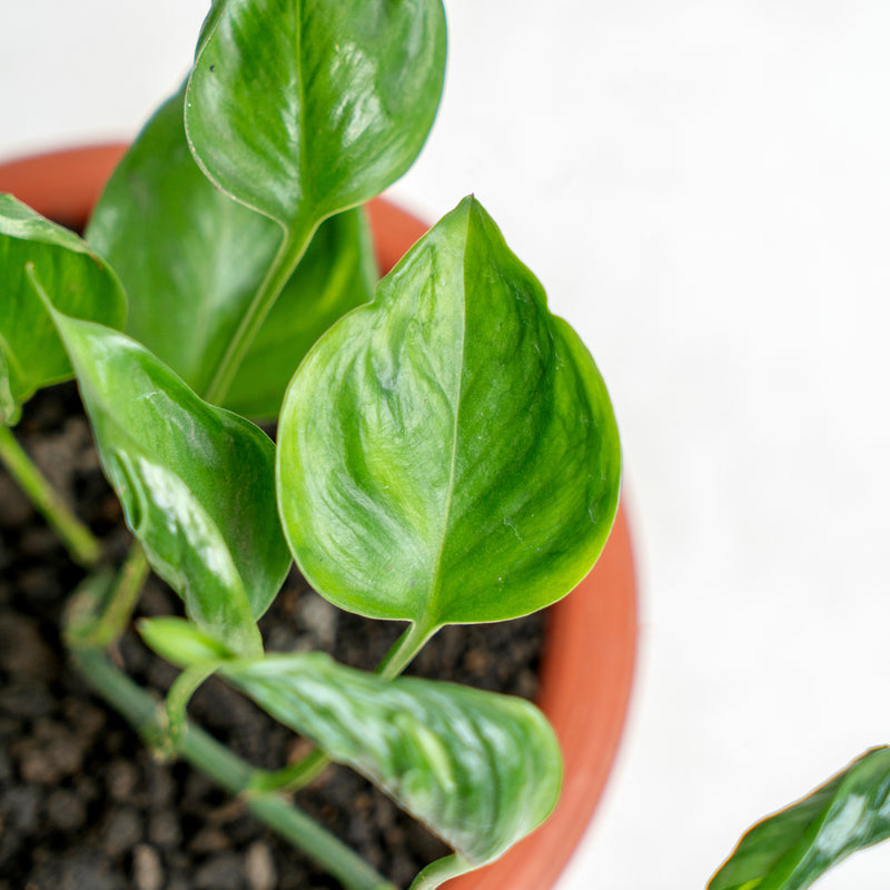 Epipremnum Shangri La