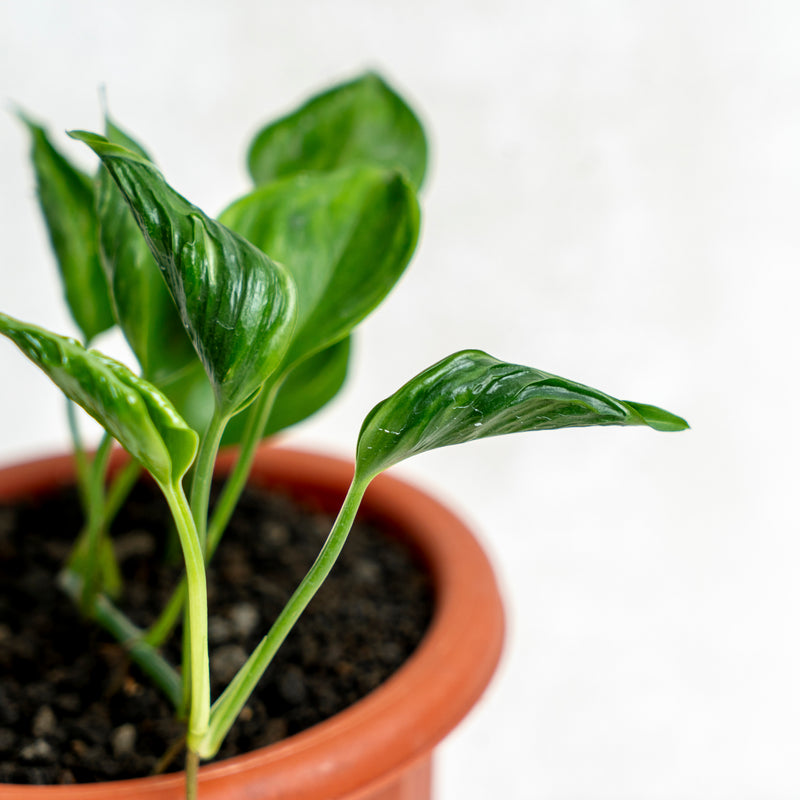 Epipremnum Shangri La