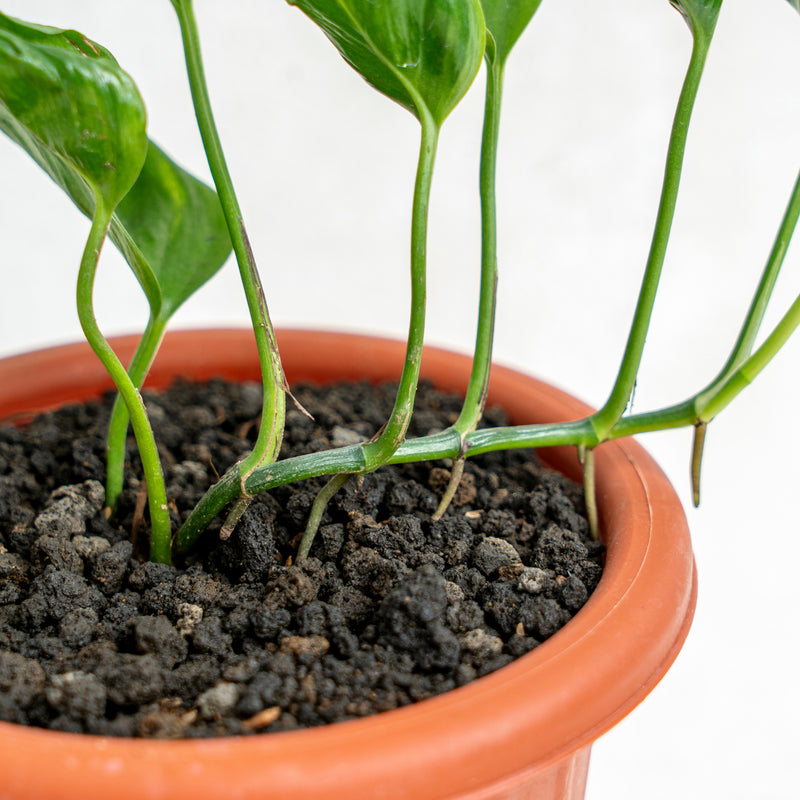 Epipremnum Shangri La