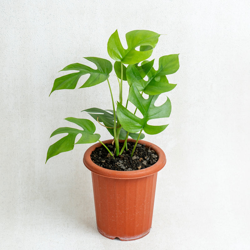 Raphidophora Tetrasperma