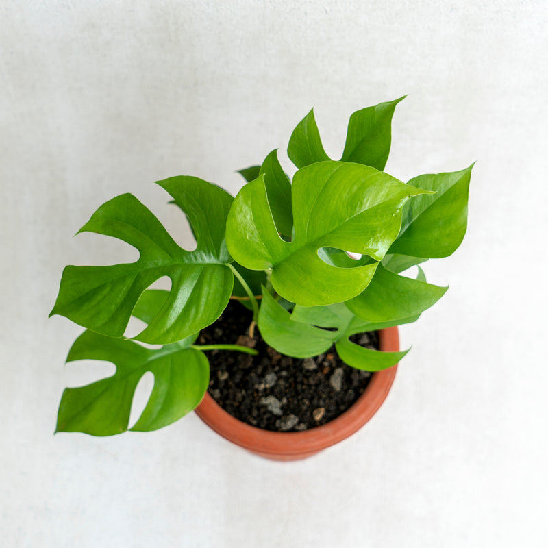 Raphidophora Tetrasperma