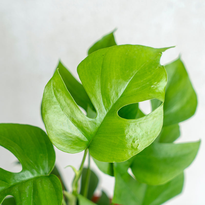 Raphidophora Tetrasperma