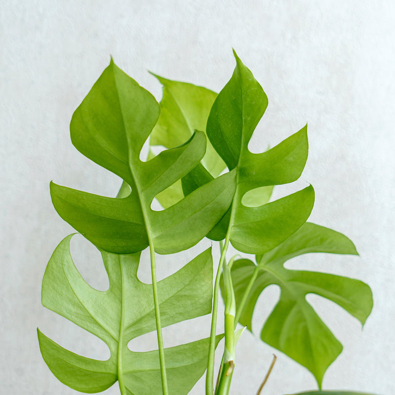 Raphidophora Tetrasperma