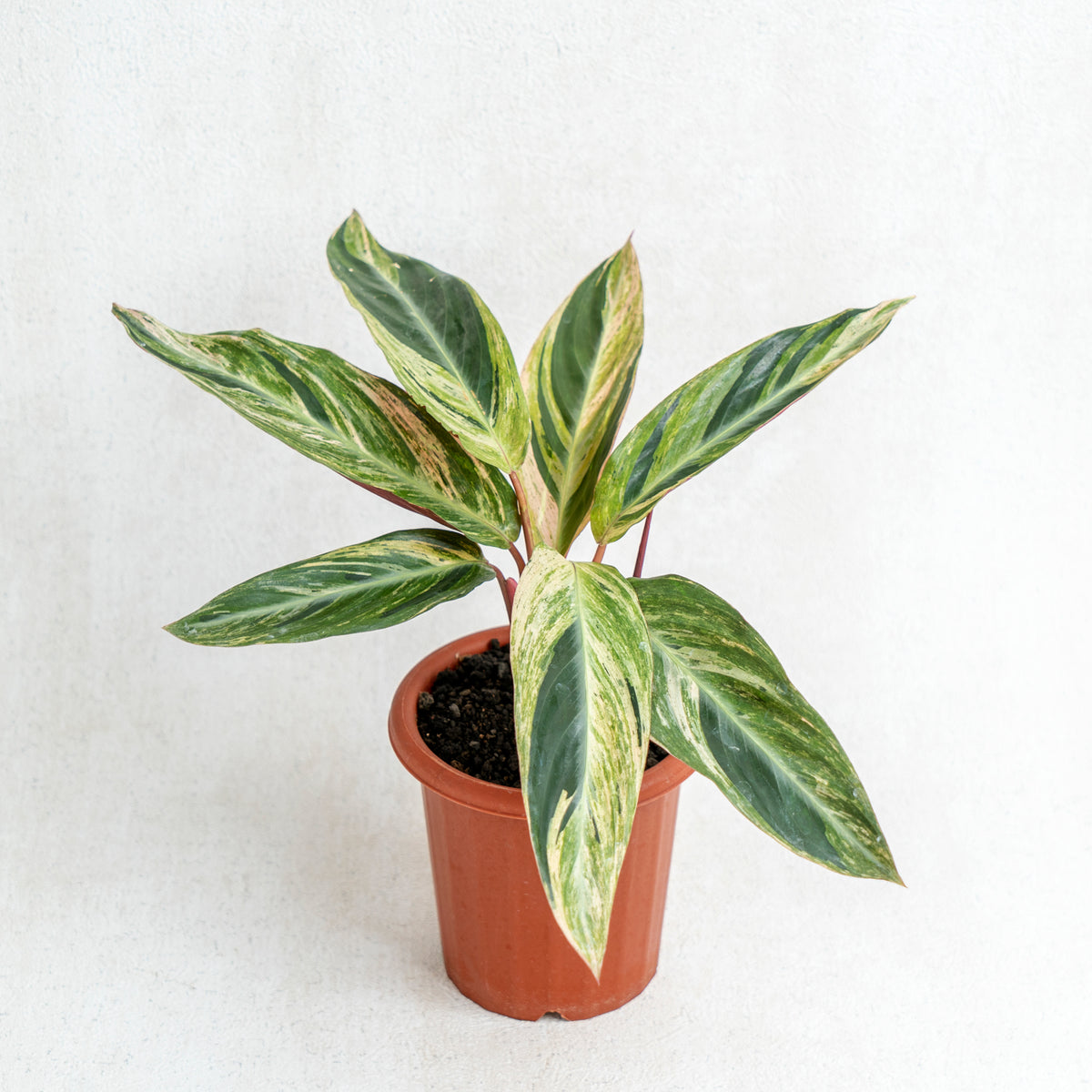 Calathea Triostar Variegated — Aroidasia