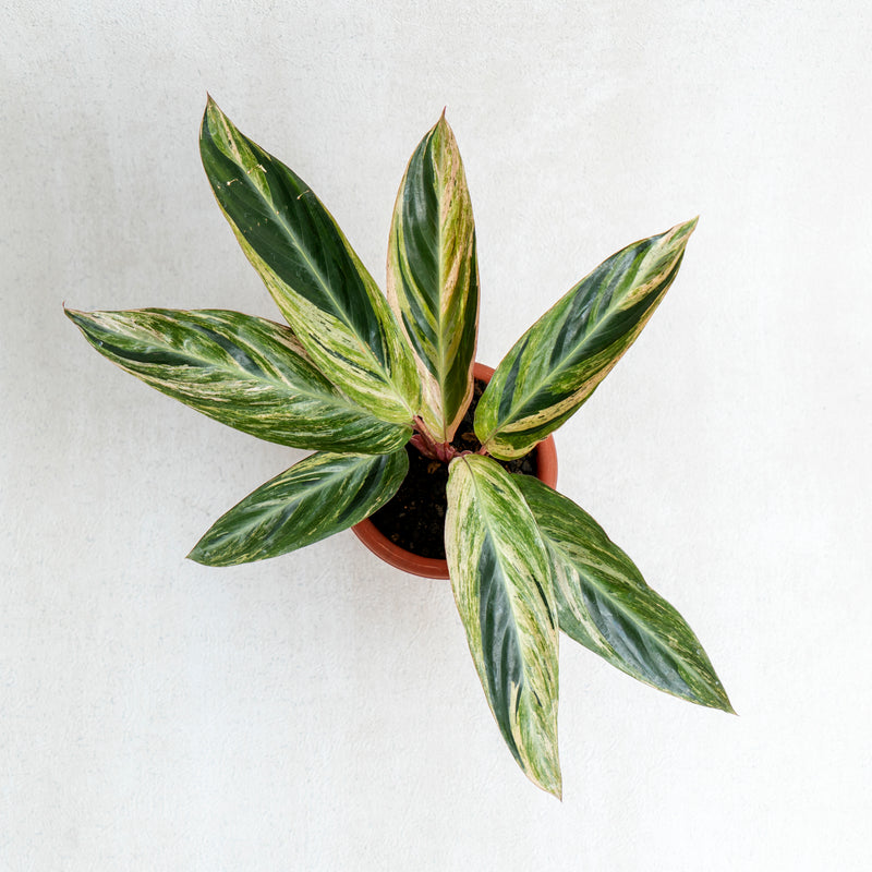 Calathea Triostar Variegated
