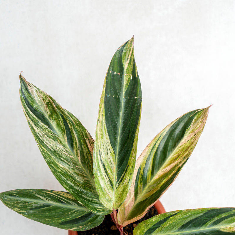 Calathea Triostar Variegated