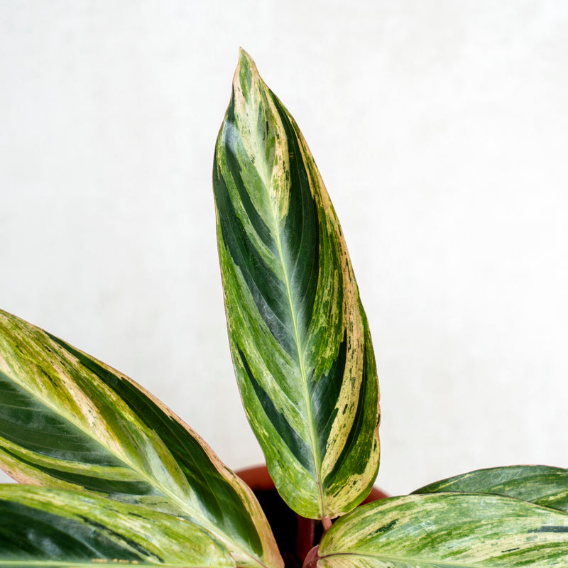 Calathea Triostar Variegated