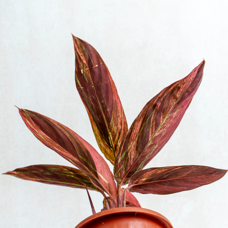 Calathea Triostar Variegated