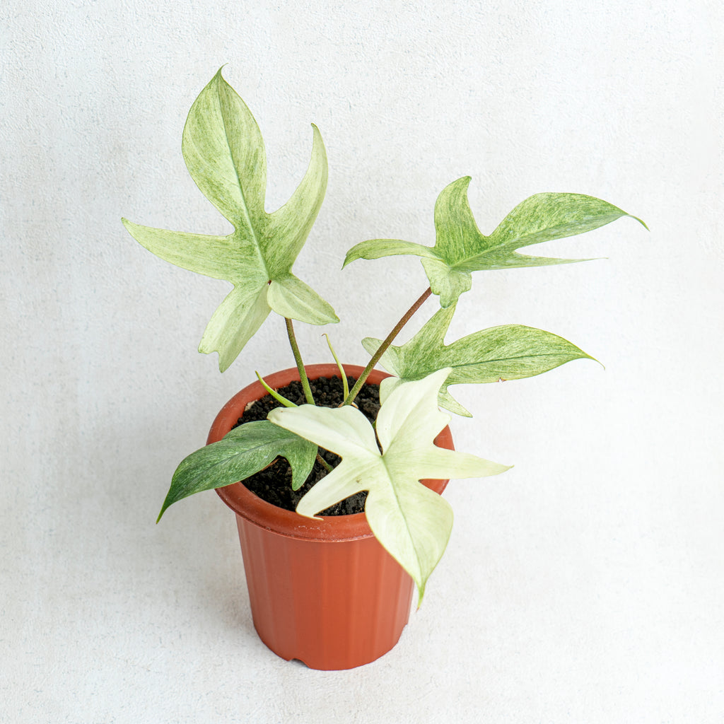 Philodendron Florida Ghost  Aroidasia