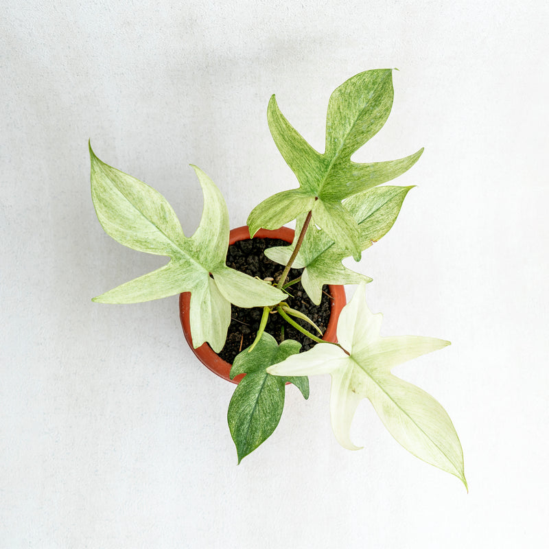 Philodendron Florida Ghost