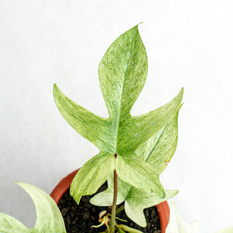 Philodendron Florida Ghost