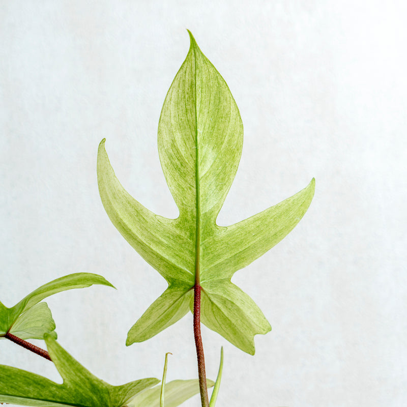 Philodendron Florida Ghost