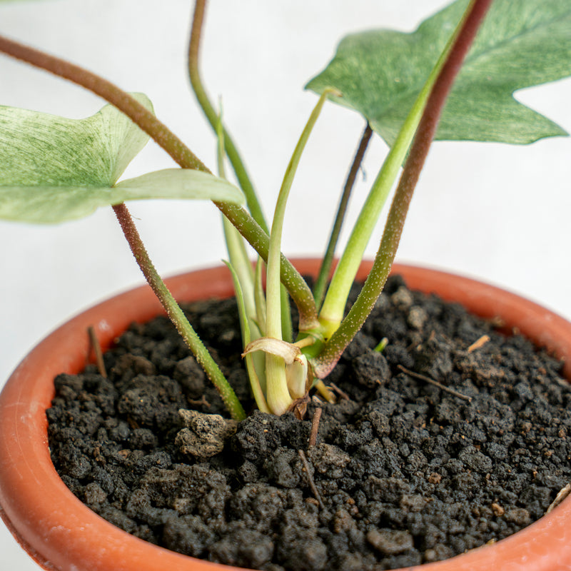 Philodendron Florida Ghost