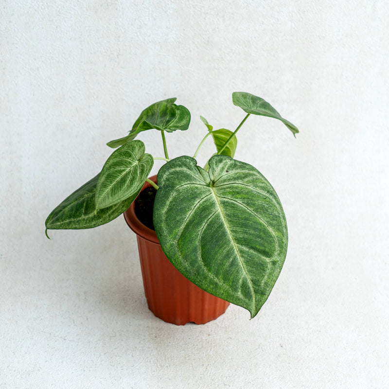 Syngonium Frosted Heart