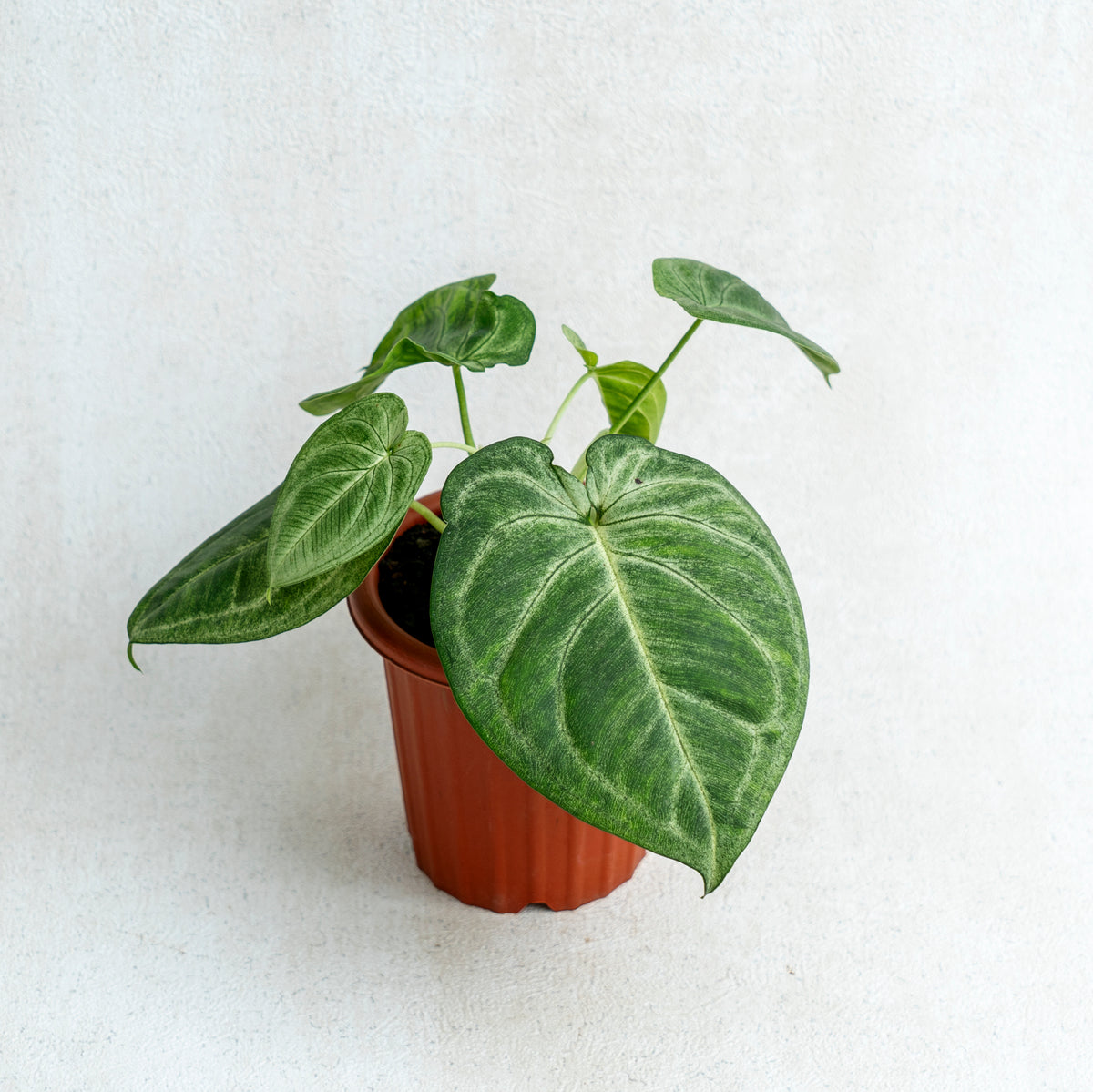 Syngonium Frosted Heart
