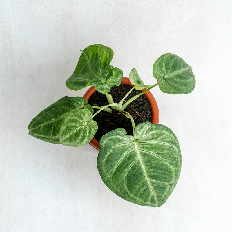 Syngonium Frosted Heart