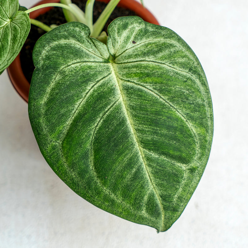 Syngonium Frosted Heart