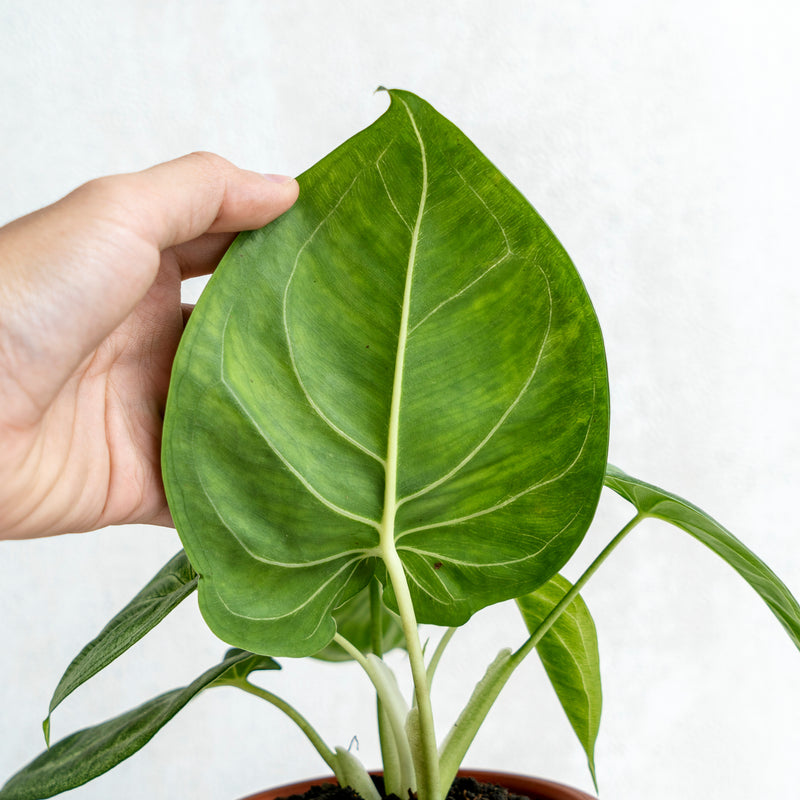 Syngonium Frosted Heart