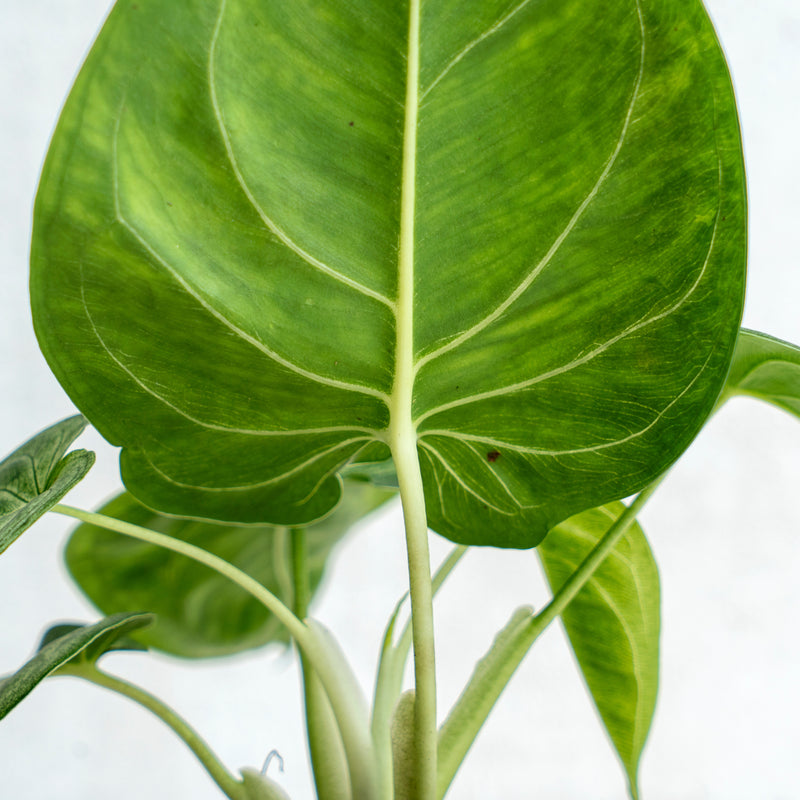 Syngonium Frosted Heart