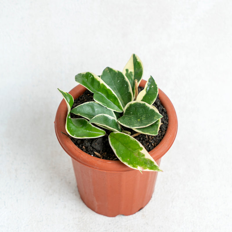 Hoya Carnosa Crimson Queen