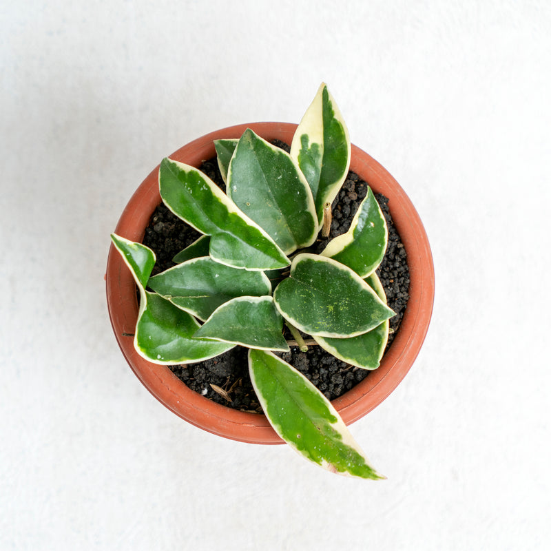 Hoya Carnosa Crimson Queen