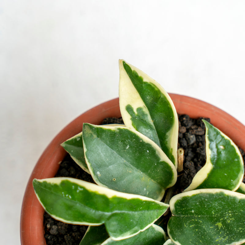 Hoya Carnosa Crimson Queen