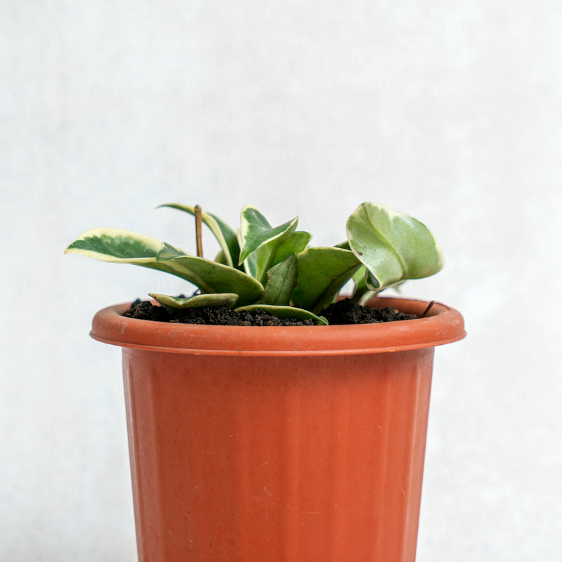 Hoya Carnosa Crimson Queen