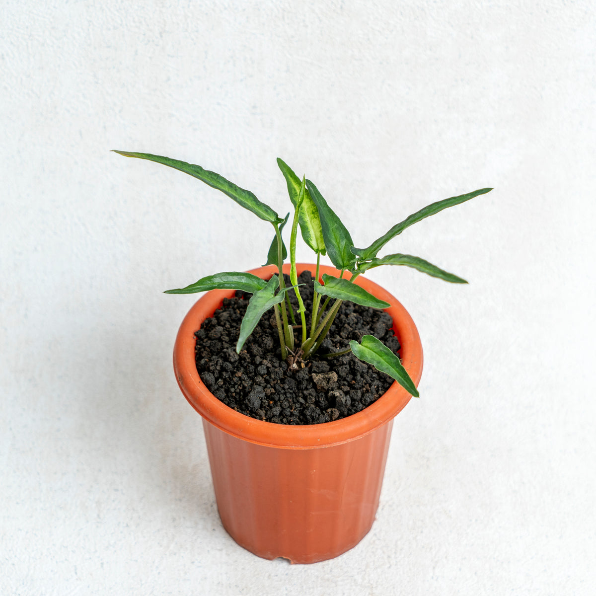 indoor ribbon plant Syngonium Podophyllum Ribbon — Aroidasia
