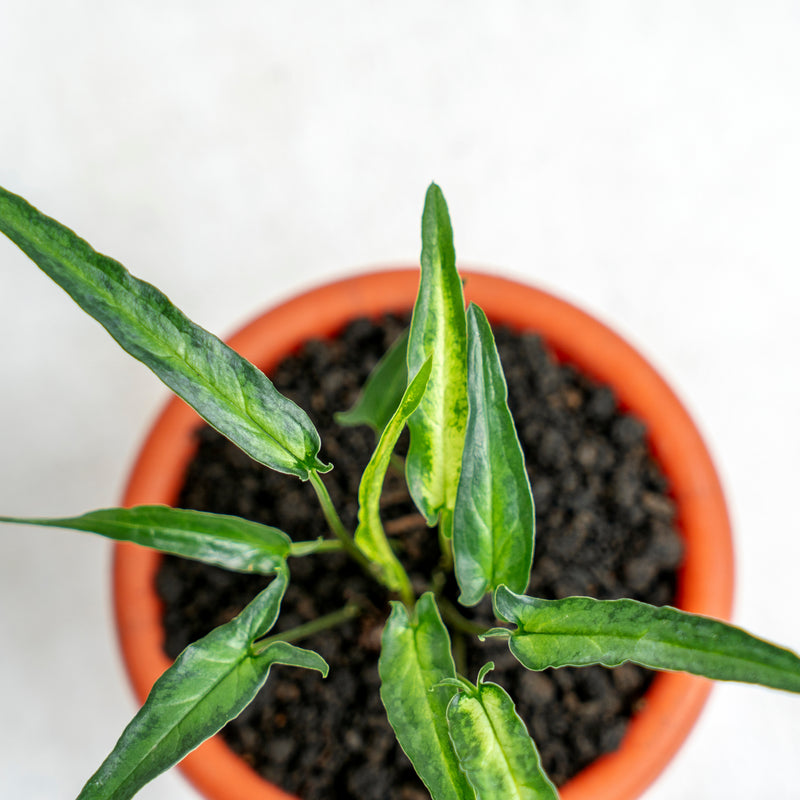 Syngonium Podophyllum Ribbon