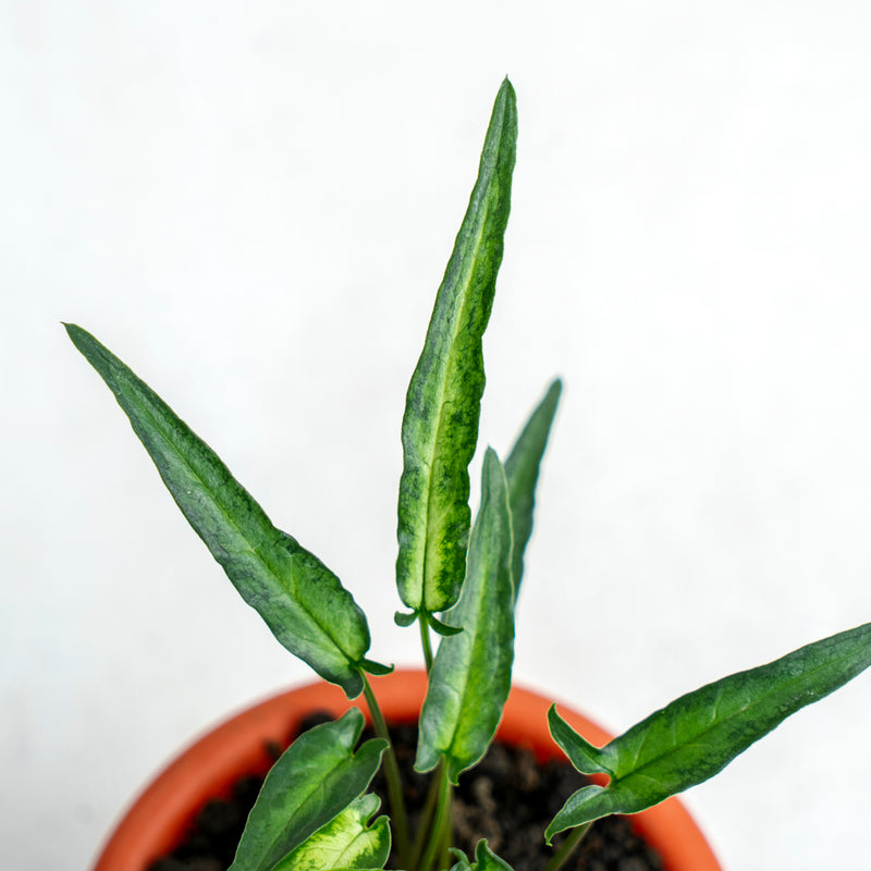 Syngonium Podophyllum Ribbon