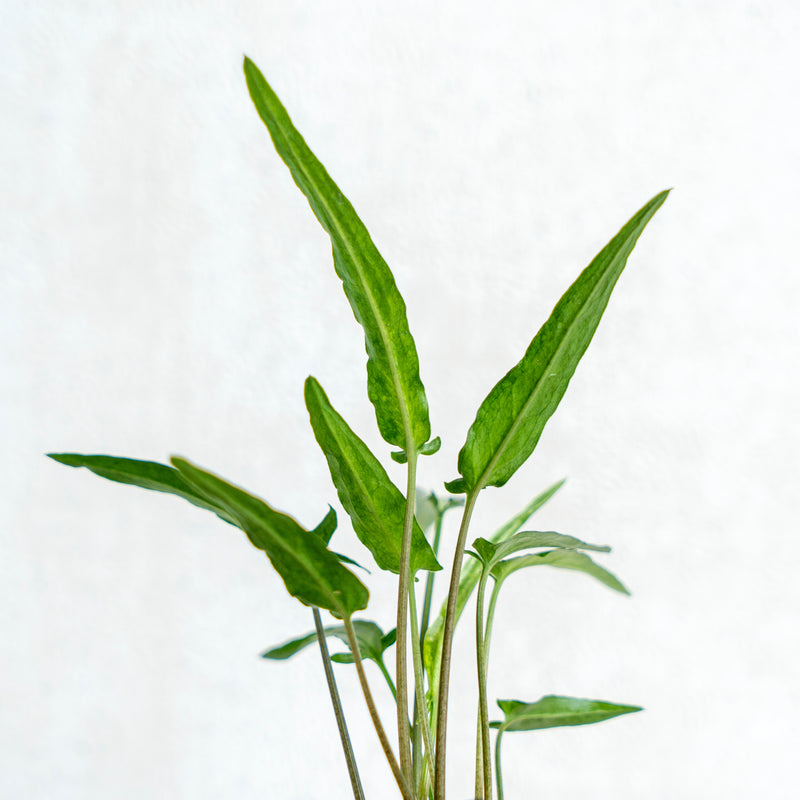 Syngonium Podophyllum Ribbon