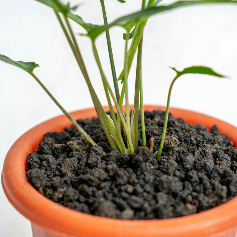 Syngonium Podophyllum Ribbon