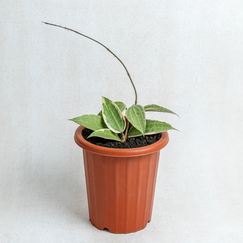 Hoya Macrophylla Variegated